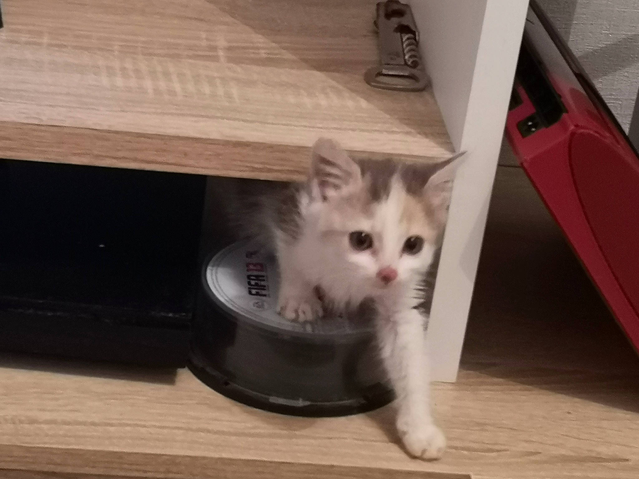 Peach participe au concours pour gagner de l'argent avec cette photo : asian, carnivore, cat, domestic_long_haired_cat, domestic_short_haired_cat, european_shorthair, fawn, felidae, kitten, mammal, norwegian_forest_cat, ojos_azules, polydactyl_cat, ragamuffin, ragdoll, small_to_medium_sized_cats, tail, turkish_angora, turkish_van, whiskers