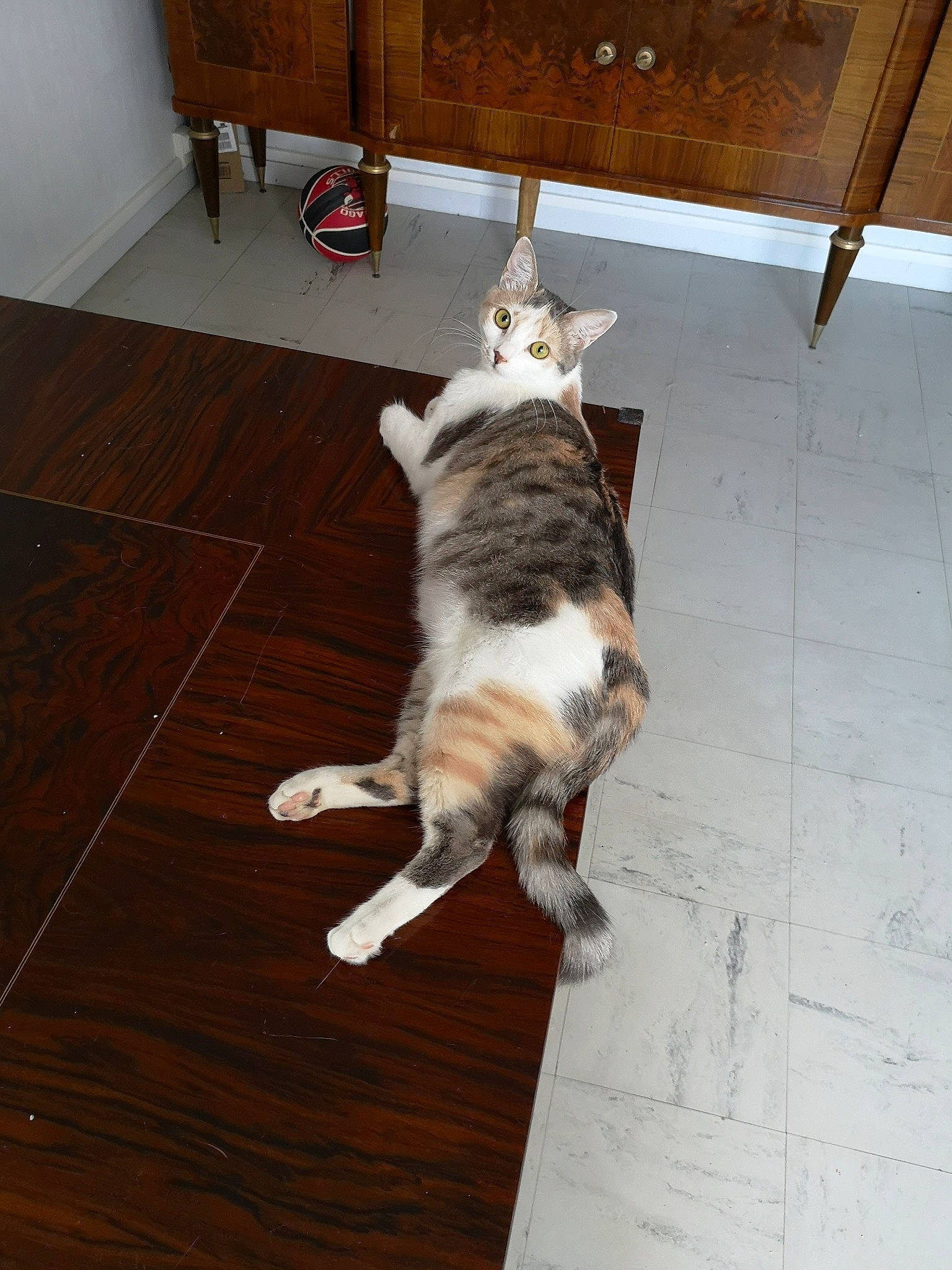 Peach participe au concours pour gagner de l'argent avec cette photo : canidae, carnivore, cat, dog_breed, european_shorthair, felidae, floor, flooring, hardwood, mammal, small_to_medium_sized_cats, sporting_group, tail, whiskers, wood