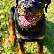 Ripley joined the competition — help win amazing prizes! animal, black, canine, closeup, dog, ears, face, fur, grass, happy, nature, outdoor, pet, puppy, rottweiler, smiling, sunlight, tan, tongue, young
