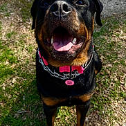 Lt. Jeri Ripley is registered to the contest to win money with this photo: animal, black, brown, canine, chain, collar, dog, ears, grass, happy, looking_up, muzzle, nature, outdoor, pavement, pet, rottweiler, standing, sunlight, tongue