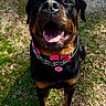 animal, black, brown, canine, chain, collar, dog, ears, grass, happy, looking_up, muzzle, nature, outdoor, pavement, pet, rottweiler, standing, sunlight, tongue
