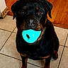 ball, black_coat, brown_markings, close_up, dog, eyes, hardwood_floor, indoor, looking_up, mouth, nose, obedient, paws, pet, playful, rottweiler, sitting, tile_floor, toy, turquoise