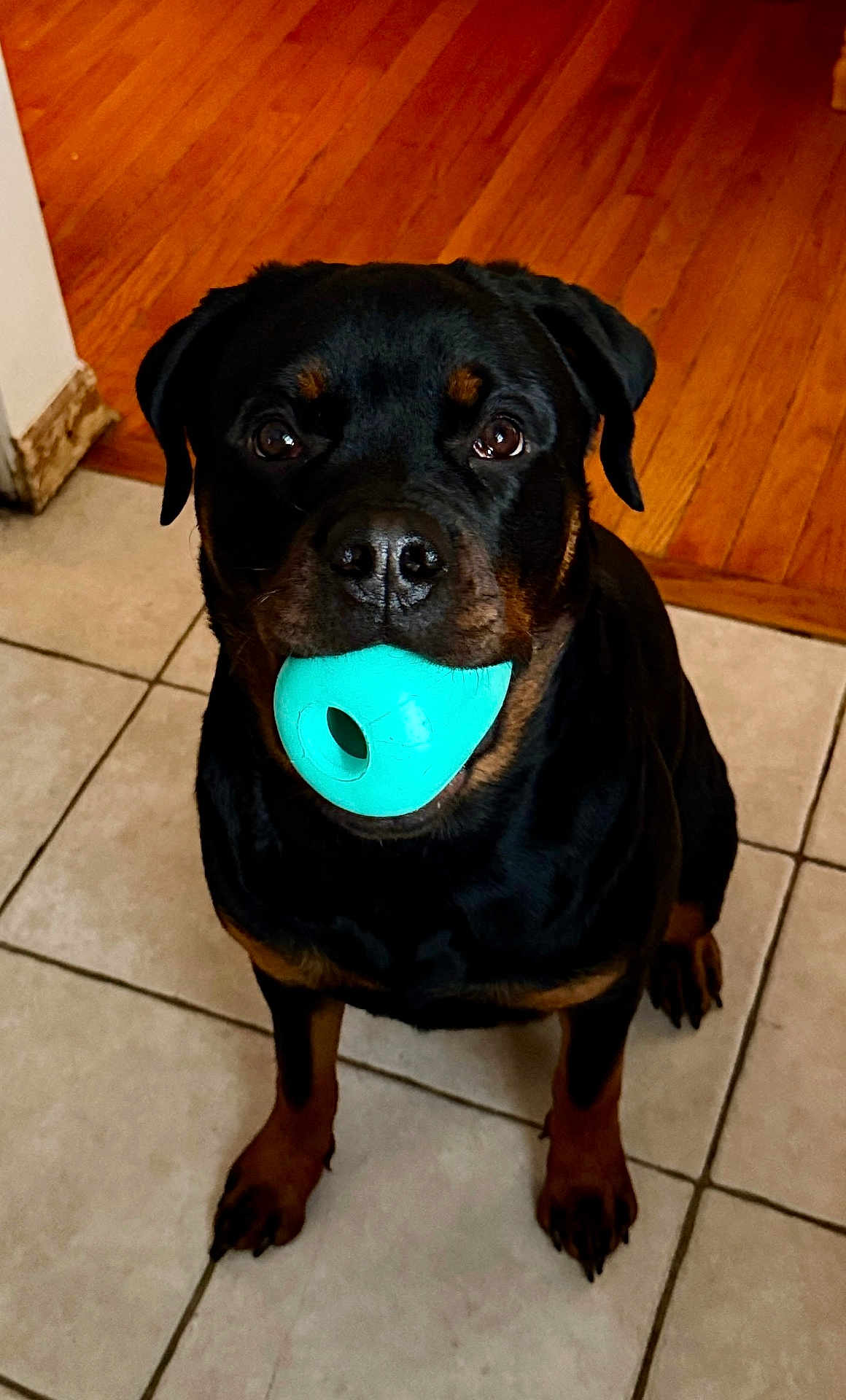 Lt.jeri Ripley joined the competition — help win amazing prizes! ball, black_coat, brown_markings, close_up, dog, eyes, hardwood_floor, indoor, looking_up, mouth, nose, obedient, paws, pet, playful, rottweiler, sitting, tile_floor, toy, turquoise