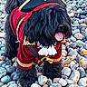 animal, black_dog, black_fur, costume, cute, dog, festive, furry, hat, outdoor, pebbles, pet, pirate_costume, playful, portrait, red_coat, rocks, skull_and_crossbones, standing, tongue_out