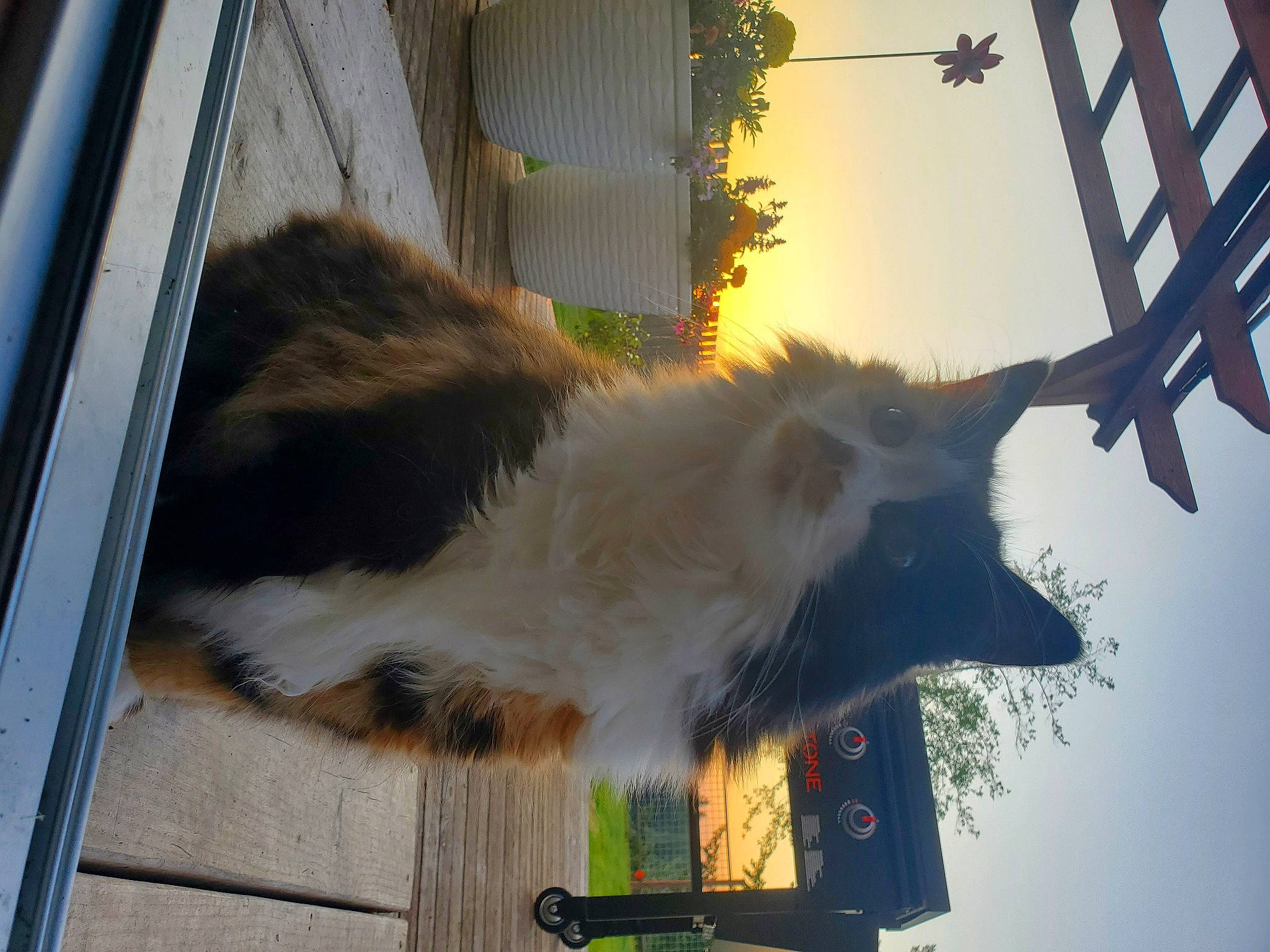 Abby joined the competition — help win amazing prizes! carnivore, cat, domestic_short_haired_cat, fawn, felidae, fur, house, light, plant, shade, sky, small_to_medium_sized_cats, snout, tail, tints_and_shades, tree, twig, whiskers, window, wood