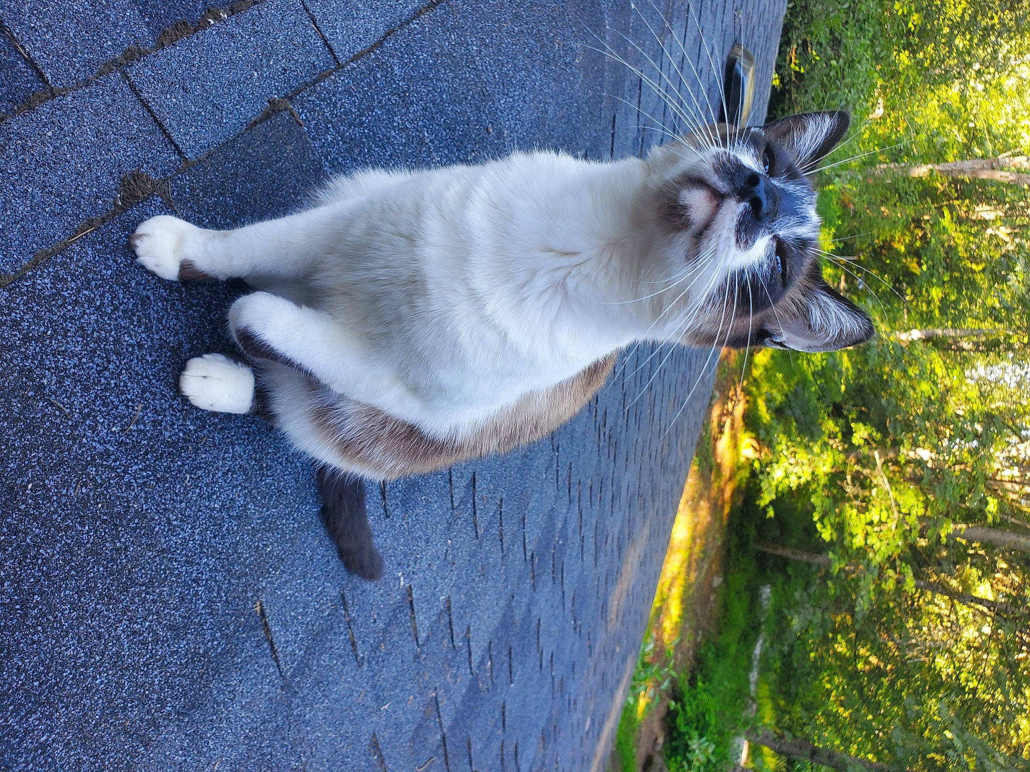 Apollo is registered to the contest to win money with this photo: canidae, carnivore, cat, collar, dog_breed, domestic_short_haired_cat, fawn, felidae, fur, grass, marsupial, plant, small_to_medium_sized_cats, snout, sporting_group, tail, terrestrial_animal, tree, whiskers, wildlife