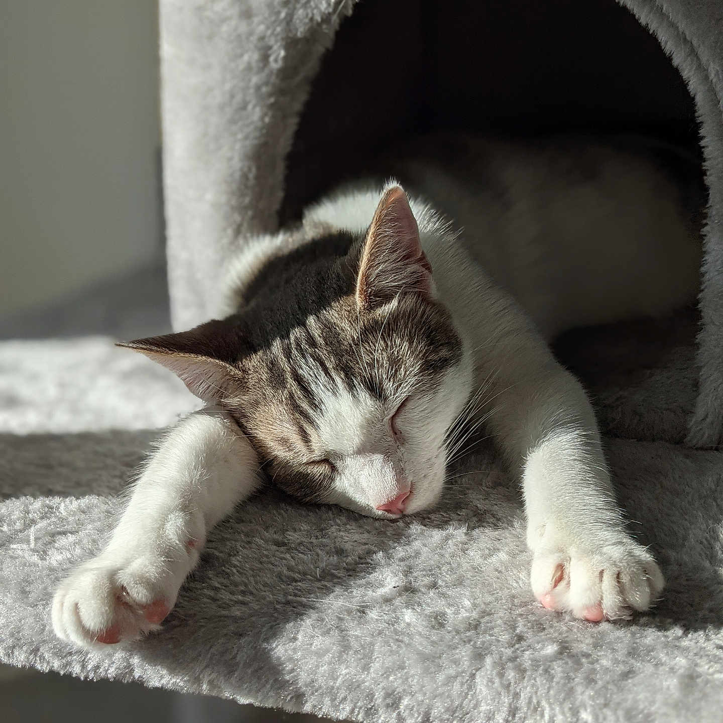 Neige a rejoint le concours — aidez-le/la à gagner de superbes lots ! abyssinian, animal, armchair, blanket, bodypart, cat, chair, couch, den, furniture, hardwood, indoors, kitten, manx, mouth, person, pet, siamese, sleeping, wood