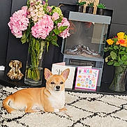 Prince is registered to the contest to win money with this photo: dog, indoor, living_room, rug, flowers, vase, pink_flowers, yellow_flowers, decor, fireplace, card, succulent, elephant_figurine, home_sign, cozy, pet, relaxed, carpet, furniture, houseplants