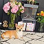 dog, indoor, living_room, rug, flowers, vase, pink_flowers, yellow_flowers, decor, fireplace, card, succulent, elephant_figurine, home_sign, cozy, pet, relaxed, carpet, furniture, houseplants