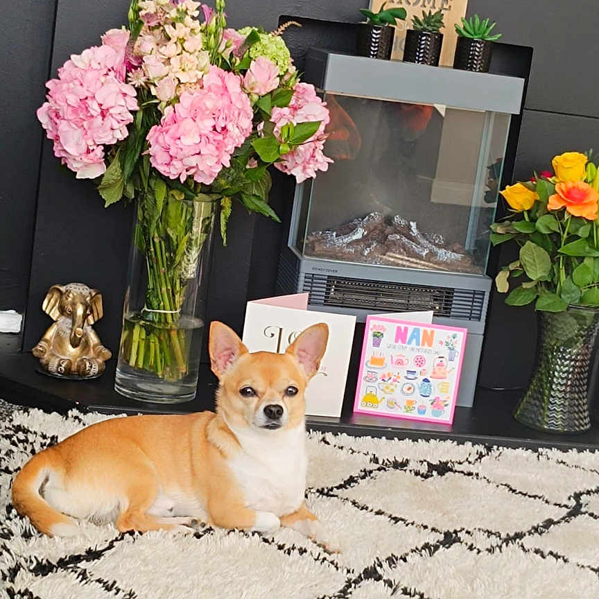 Prince is registered to the contest to win money with this photo: card, carpet, cozy, decor, dog, elephant_figurine, fireplace, flowers, furniture, home_sign, houseplants, indoor, living_room, pet, pink_flowers, relaxed, rug, succulent, vase, yellow_flowers