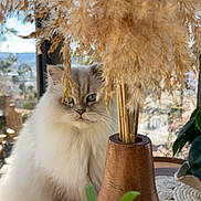Snowbel participe au concours pour gagner de l'argent avec cette photo : animal, blue_eyes, cat, cozy, curious, decor, fluffy, furniture, greenery, home, indoor, natural_light, pampas_grass, pet, plants, soft, table, vase, window, wooden