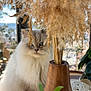 animal, blue_eyes, cat, cozy, curious, decor, fluffy, furniture, greenery, home, indoor, natural_light, pampas_grass, pet, plants, soft, table, vase, window, wooden