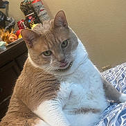 Garfield is registered to the contest to win money with this photo: cat, orange_cat, white_cat, pet, indoor, bedspread, feline, tongue_out, chubby, relaxed, household_items, figurines, can, budweiser, furniture, wall, domestic_animal, cute, closeup, resting