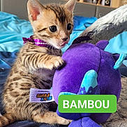 Bambou a rejoint le concours — aidez-le/la à gagner de superbes lots ! kitten, cat, toy, plush, purple, collar, bed, blue, striped, cute, pet, indoor, feline, young, small, tongue_out, playing, soft, animal, cozy