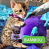 kitten, cat, toy, plush, purple, collar, bed, blue, striped, cute, pet, indoor, feline, young, small, tongue_out, playing, soft, animal, cozy