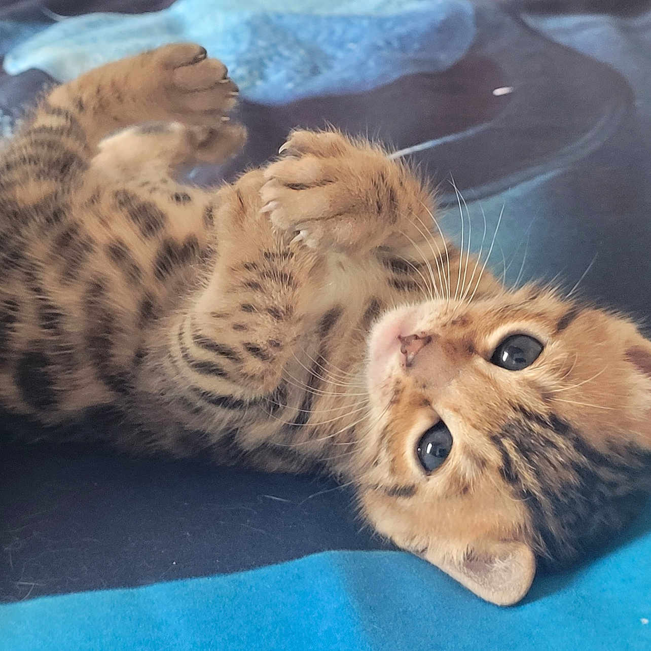 Bambou a rejoint le concours — aidez-le/la à gagner de superbes lots ! kitten, cat, feline, baby_cat, spotted, paw, whiskers, cute, lying_down, cozy, blanket, blue_background, fur, pet, animal, indoor, small, young, playful, relaxed