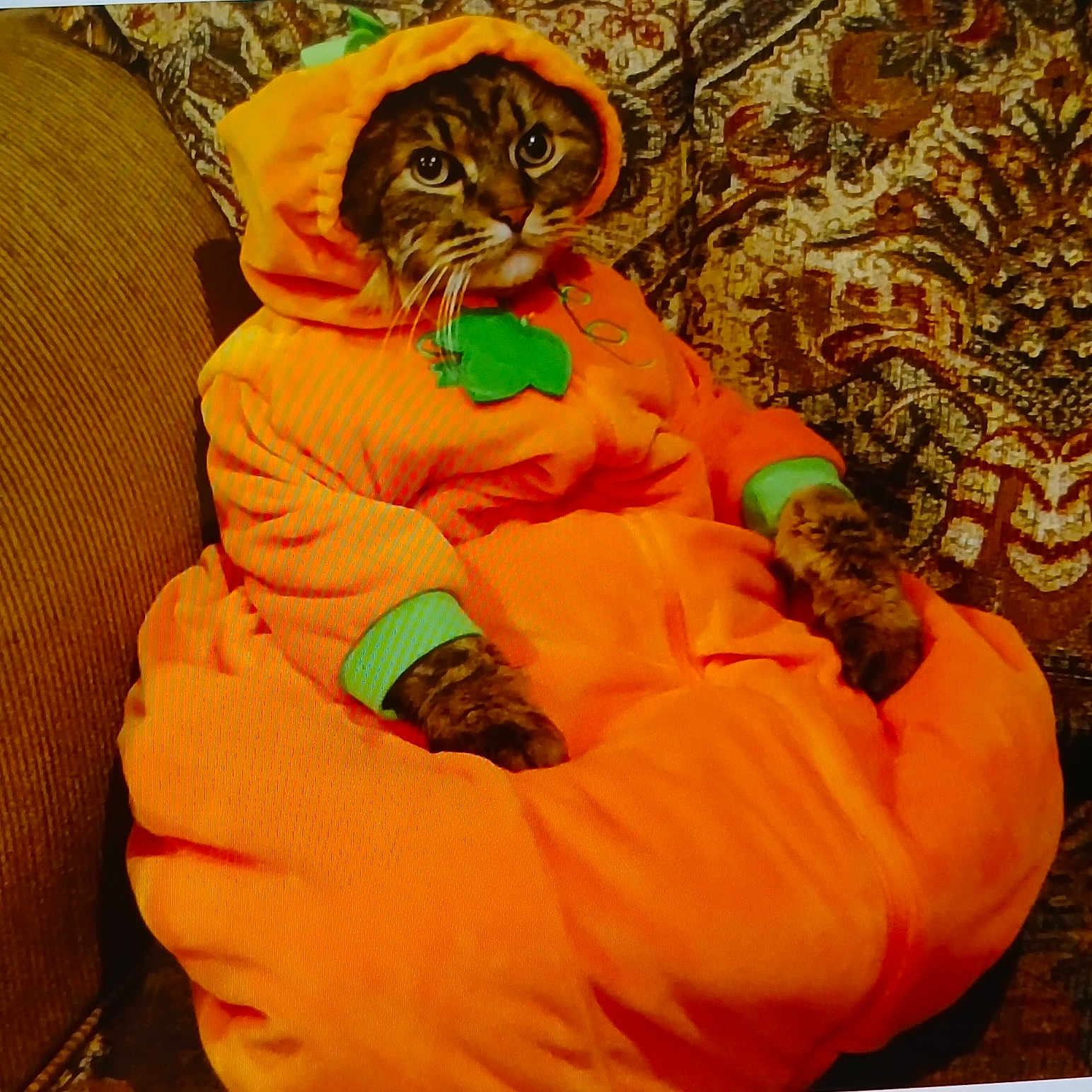 Charlie joined the competition — help win amazing prizes! animal, architecture, baby, blanket, building, cat, chair, clothing, coat, couch, face, furniture, head, hood, jacket, kitten, person, pet, photography, portrait