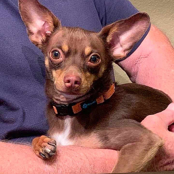 Louie