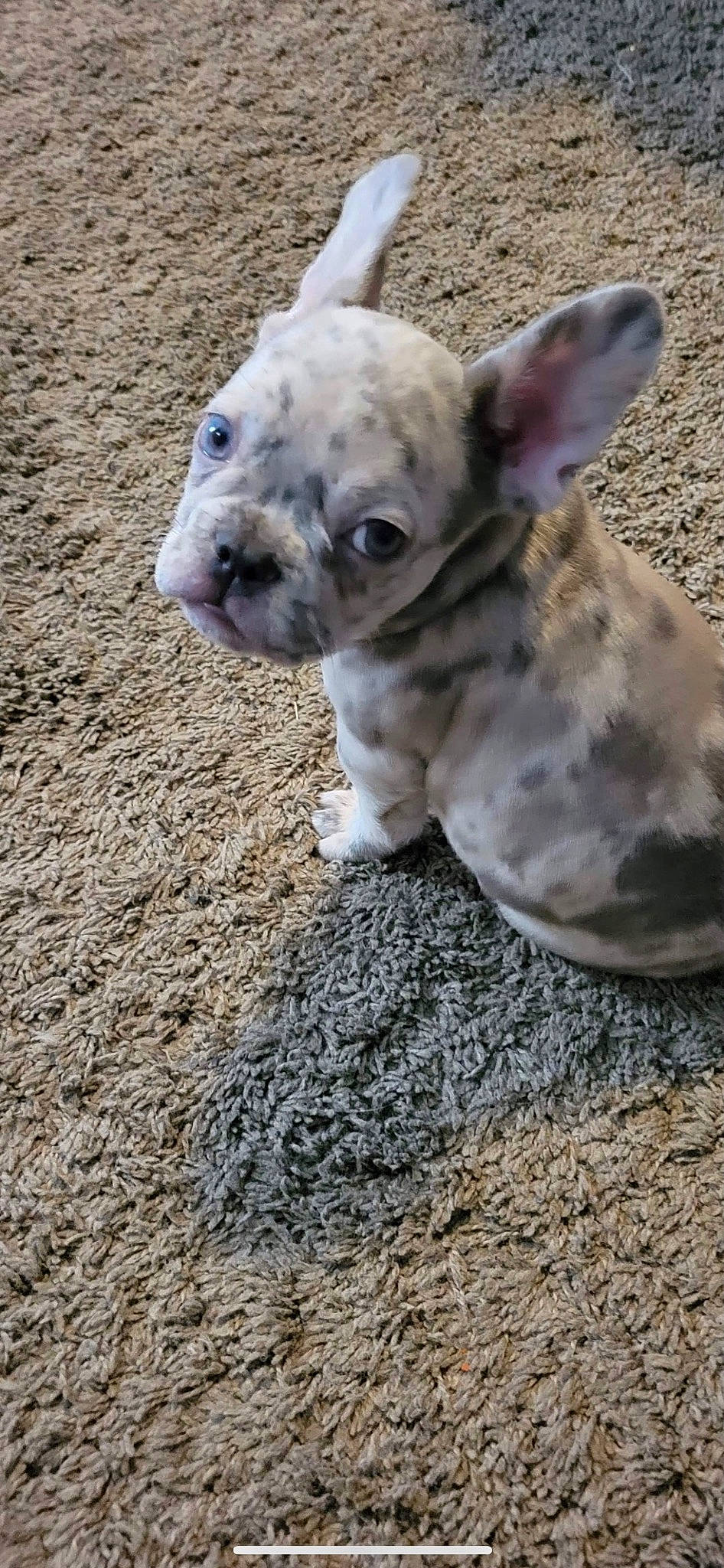 Rush joined the competition — help win amazing prizes! canidae, carnivore, companion_dog, dog, dog_breed, ear, fawn, fur, grass, non_sporting_group, paw, snout, soil, sporting_group, tail, terrestrial_animal, toy_dog, whiskers, wildlife, working_animal