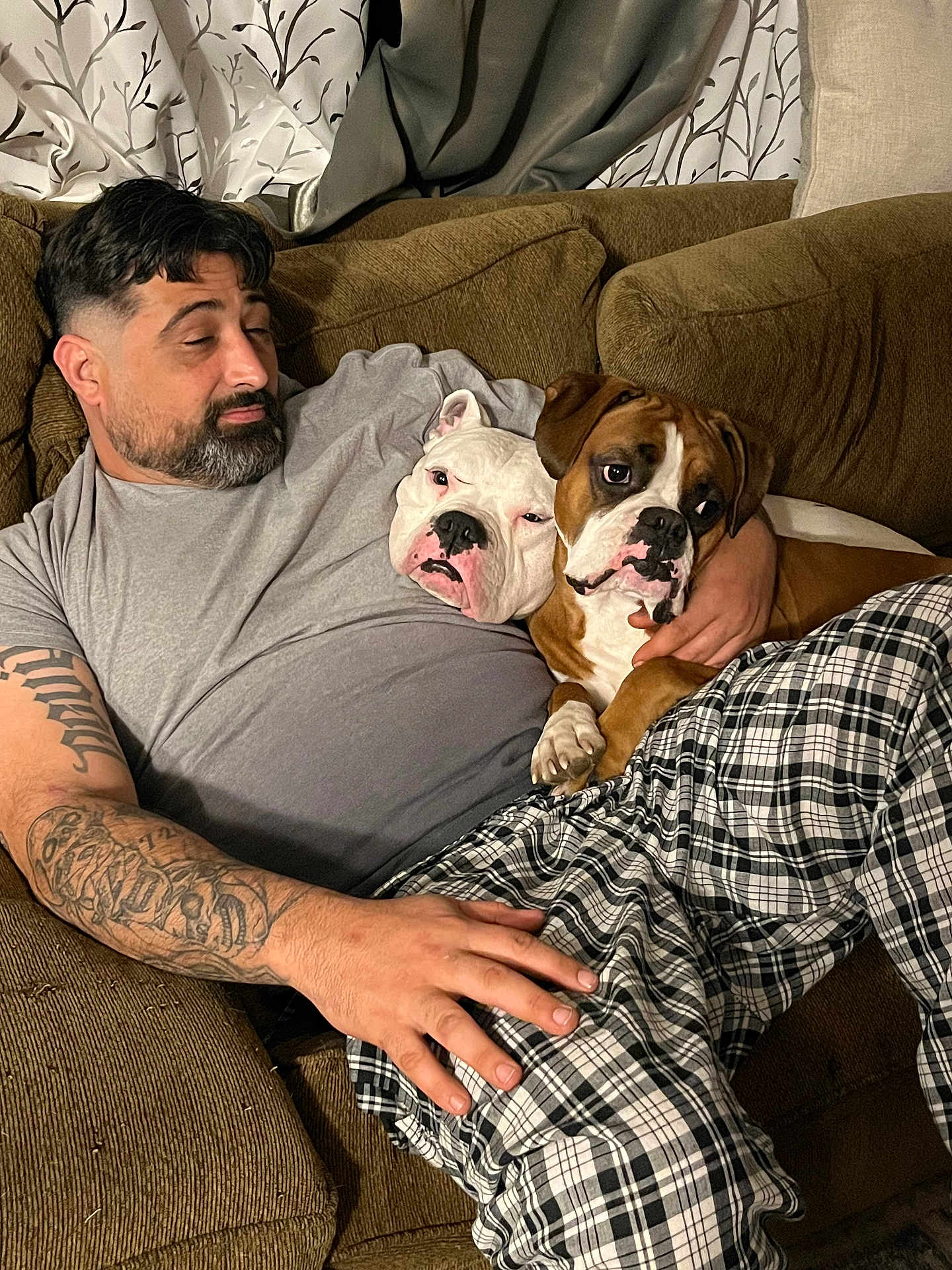 Bully joined the competition — help win amazing prizes! man, dog, boxer_dog, couch, tattoo, plaid_pants, indoor, curtains, relaxing, pet, companionship, casual_clothing, brown_furniture, facial_hair, resting, comfort, animal, human, household, friendship