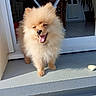 Alpha a rejoint le concours — aidez-le/la à gagner de superbes lots ! dog, doorway, fluffy, fur, happy, interior, paw, pet, plant, pomeranian, porch, radiator, shadow, smiling, step, sunlight, tile_floor, timestamp, tongue_out, toy