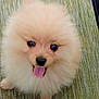 dog, pomeranian, puppy, fluffy, tongue_out, cute, pet, black_nose, bright_eyes, fur, carpet, indoor, texture, small, looking_up, close_up, portrait, playful, adorable, smiling