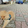 Alpha participe au concours pour gagner de l'argent avec cette photo : blue_car, closeup, curb, dog, fluffy, fur, harness, houses, leash, outdoor, parked_car, pavement, pomeranian, puppy, residential, sidewalk, street, urban, walking, white_car