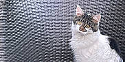 Nala a rejoint le concours — aidez-le/la à gagner de superbes lots ! cat, animal, pet, feline, white, black, yellow_eyes, sitting, chair, woven_chair, outdoor, garden, greenery, plants, nature, fur, cute, looking, relaxed, portrait