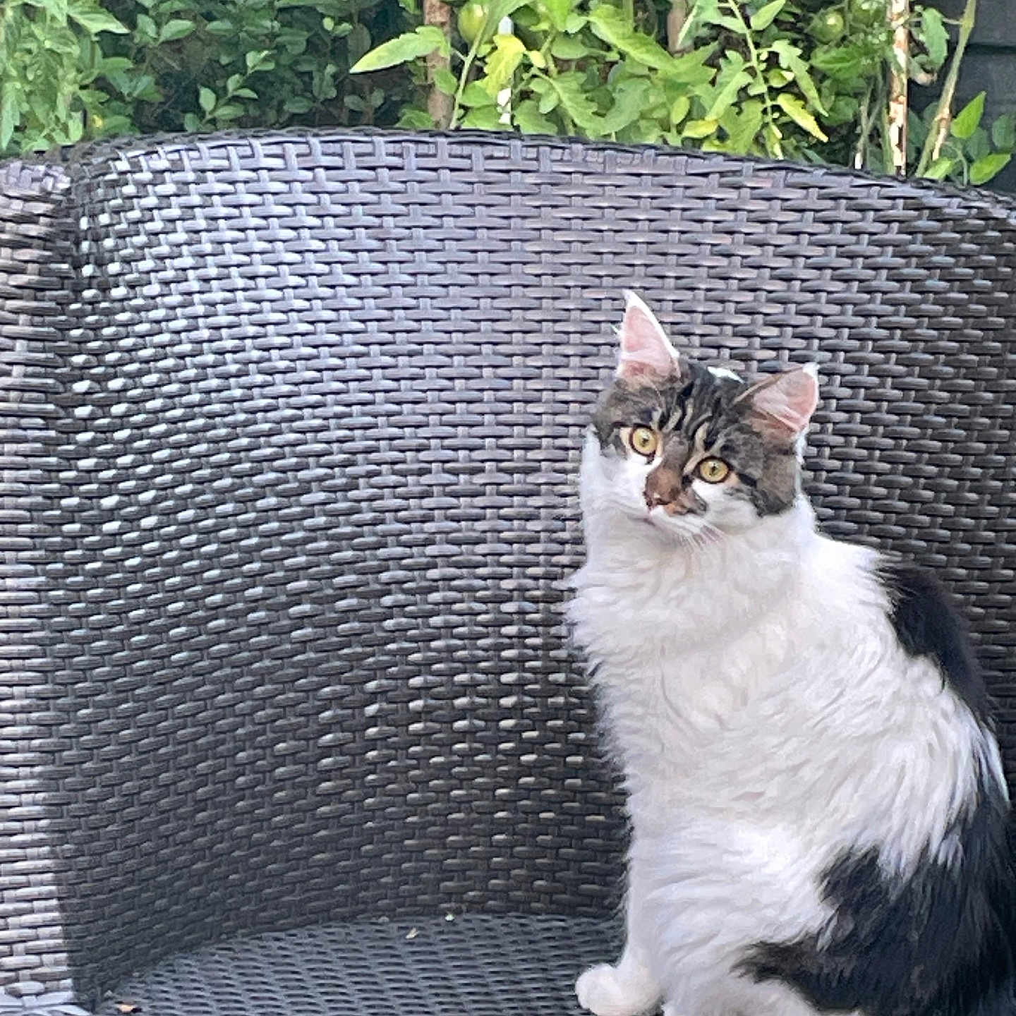 Nala a rejoint le concours — aidez-le/la à gagner de superbes lots ! animal, black, cat, chair, cute, feline, fur, garden, greenery, looking, nature, outdoor, pet, plants, portrait, relaxed, sitting, white, woven_chair, yellow_eyes