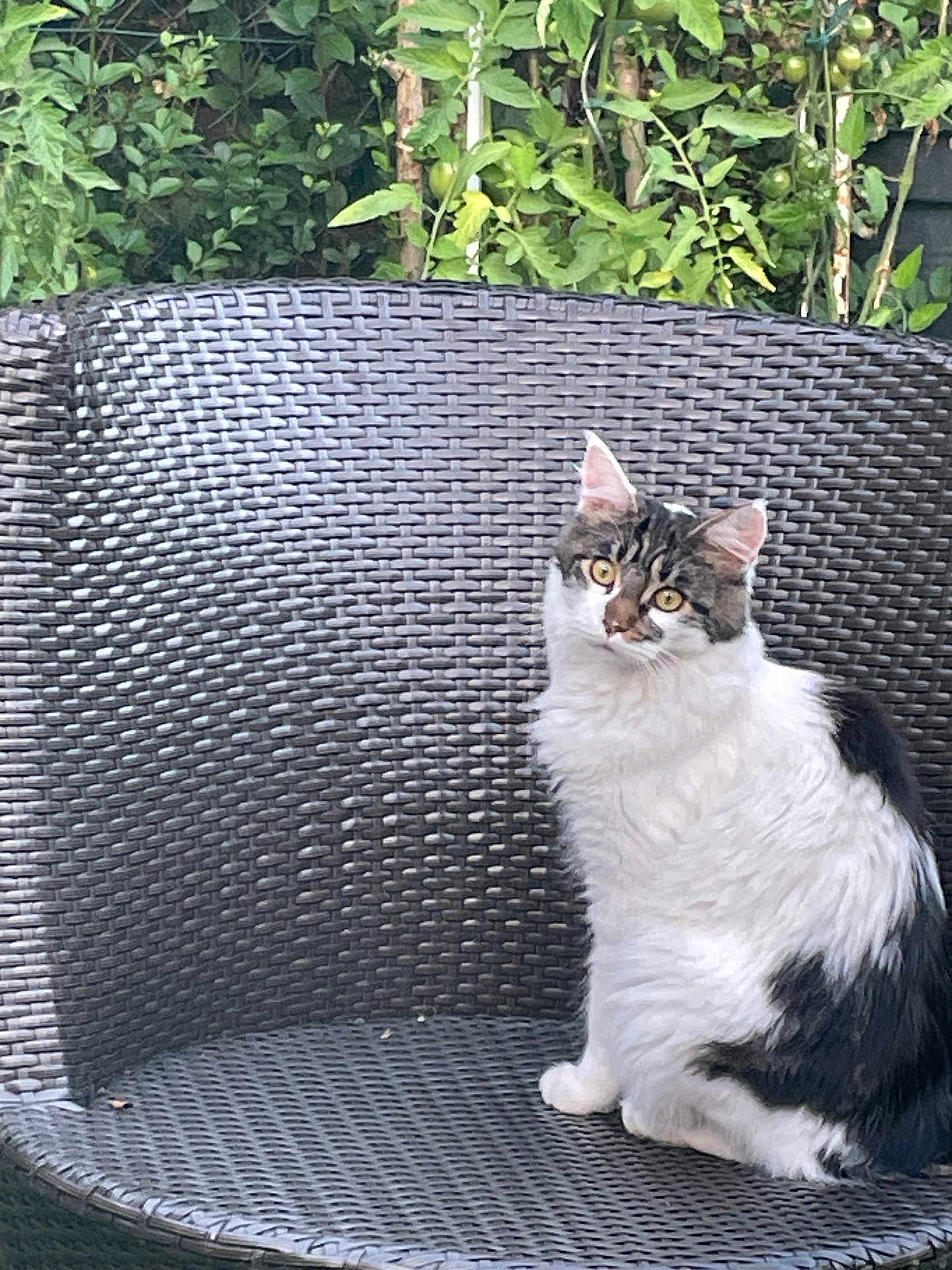 Nala