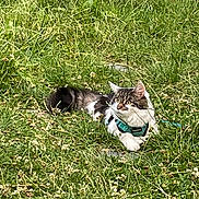 Nala participe au concours pour gagner de l'argent avec cette photo : cat, grass, outdoor, animal, pet, nature, greenery, flower, feline, fur, harness, leash, mammal, resting, alert, whiskers, ears, small_flower, sunlight, daylight