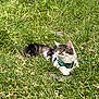 cat, grass, outdoor, animal, pet, nature, greenery, flower, feline, fur, harness, leash, mammal, resting, alert, whiskers, ears, small_flower, sunlight, daylight