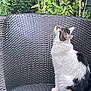 Nala a rejoint le concours — aidez-le/la à gagner de superbes lots ! cat, outdoor, chair, woven_chair, plant, greenery, garden, tomato_plant, vegetation, pet, animal, white_cat, black_and_white_cat, sitting, looking_up, fur, whiskers, nature, daylight, curious