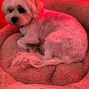 Anne Marie Le Moal a rejoint le concours — aidez-le/la à gagner de superbes lots ! animal, comfort, companion, cozy, curtain, cute, dog, domestic, fluffy, fur, home, indoor, pet_bed, red, relaxed, resting, sleepy, small_dog, soft, white_dog