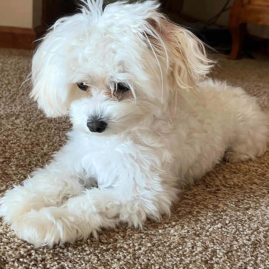 Chloe joined the competition — help win amazing prizes! adorable, animal, calm, carpet, companion, curly_fur, cute, cute_pet, dog, domestic, fluffy, fur, home, indoor, laying_down, pet, quiet, relaxed, small_dog, white