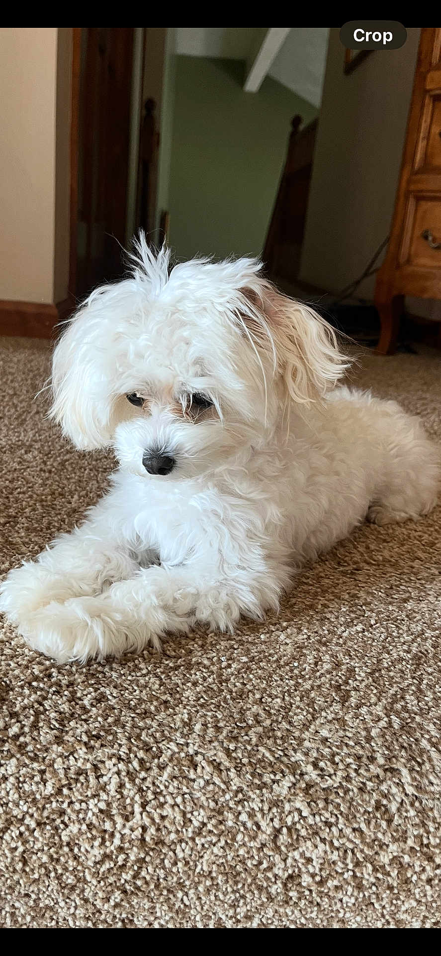 Chloe