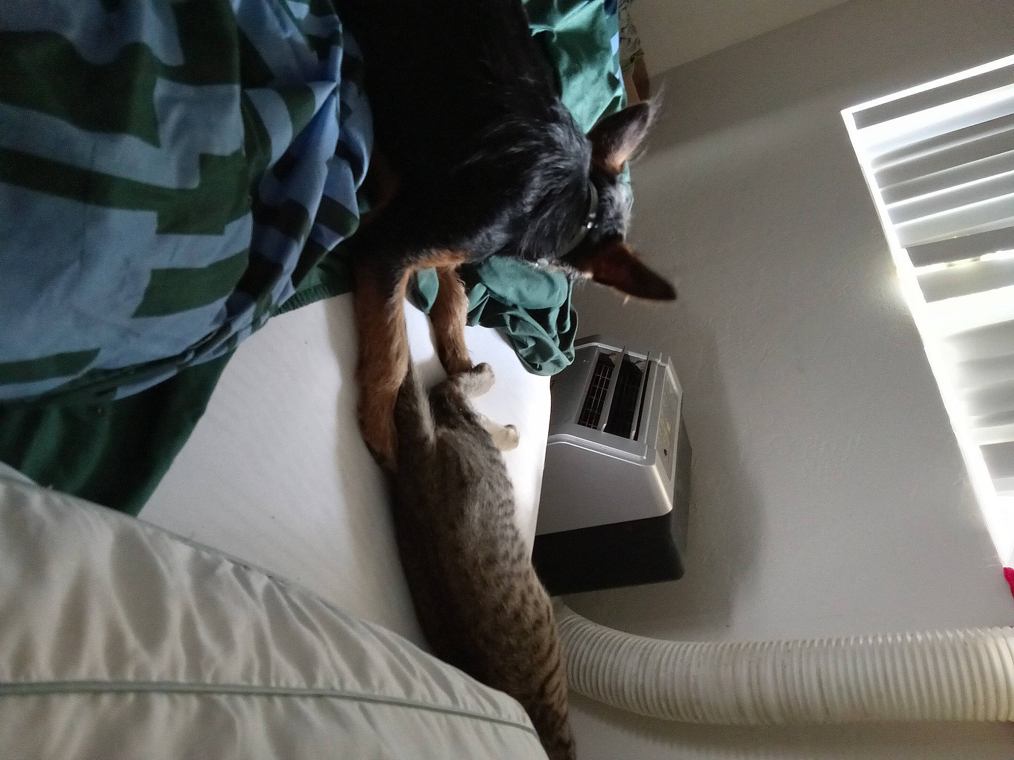 Rocky is registered to the contest to win money with this photo: comfort, computer, elbow, finger, gesture, hand, human_leg, job, knee, nail, office_equipment, pattern, room, service, sitting, sleeve, t_shirt, thigh, window_blind, wrist