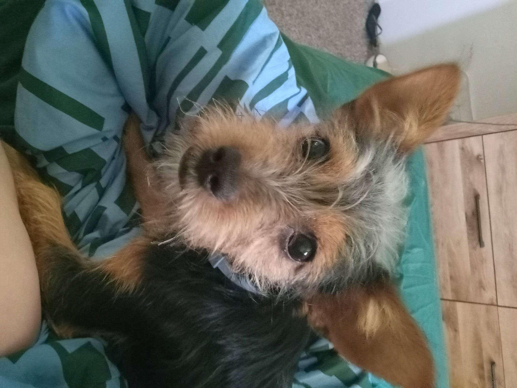 Rocky is registered to the contest to win money with this photo: carnivore, companion_dog, dog, dog_breed, fawn, fur, small_terrier, snout, toy_dog, working_animal, yorkipoo