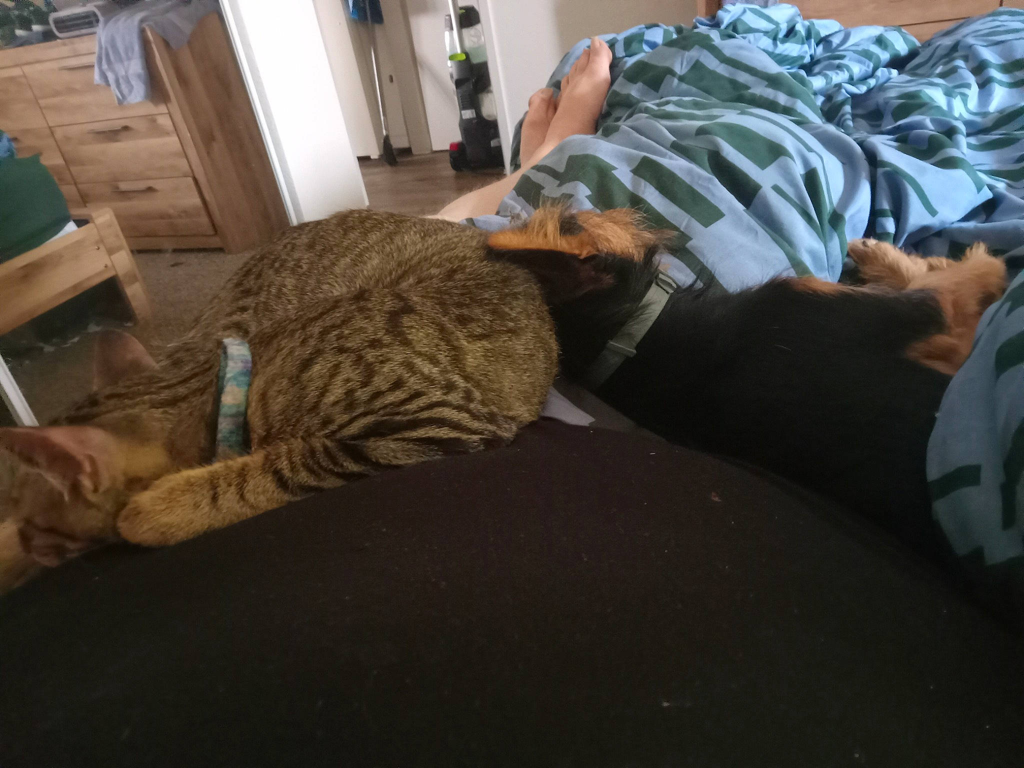 Rocky is registered to the contest to win money with this photo: bedding, carnivore, cat, comfort, companion_dog, fawn, felidae, flooring, fur, hardwood, human_leg, linens, military_camouflage, picture_frame, room, sitting, small_to_medium_sized_cats, tail, whiskers, wood