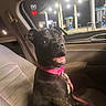 black_dog, brindle, car_interior, dog, eyes, front_seat, gas_station, happy, leash, lighting, night, pet, pink_collar, portrait, puppy, seat, surprised, teeth, upholstery, window