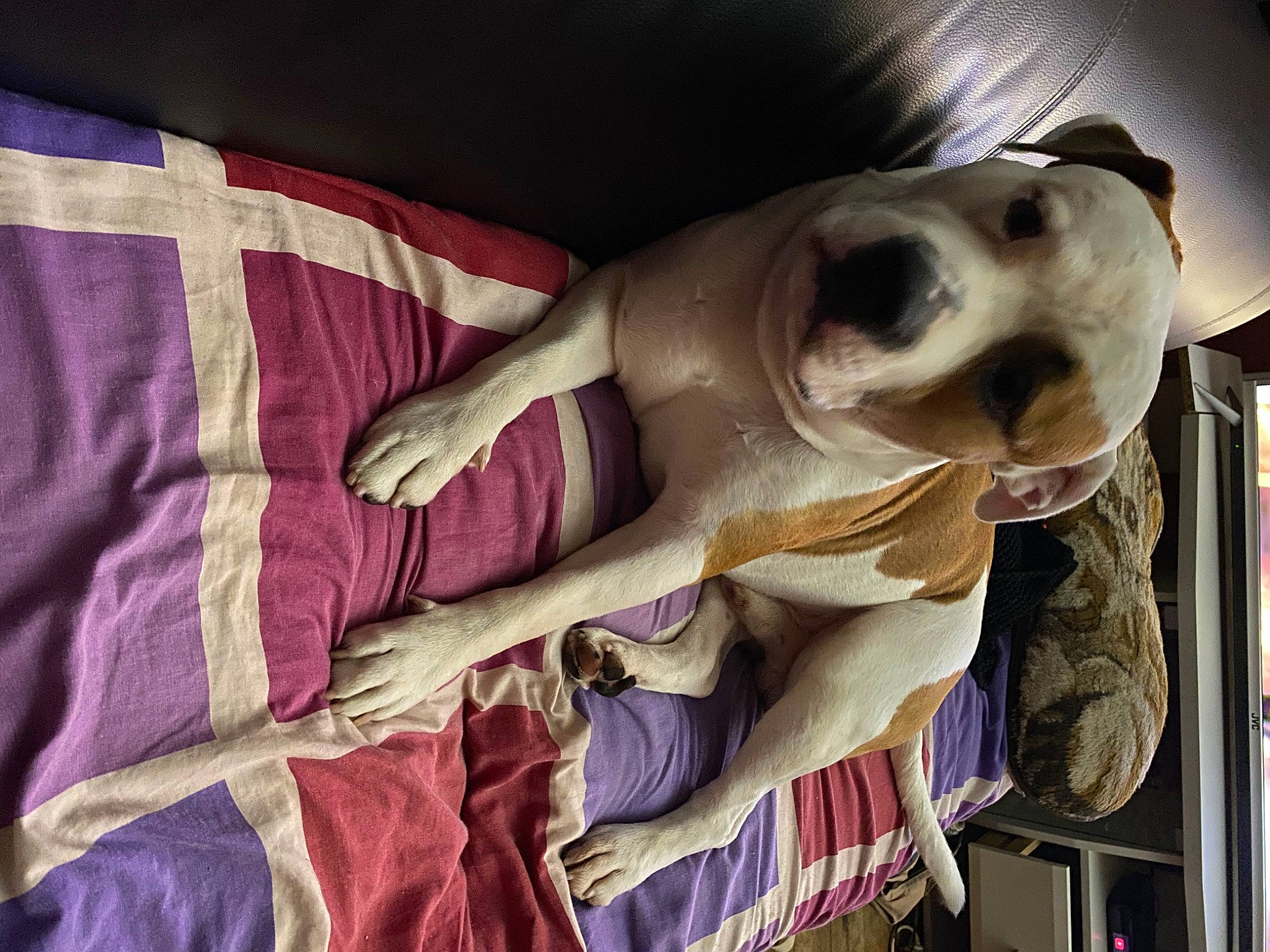 Rasko a rejoint le concours — aidez-le/la à gagner de superbes lots ! bone, canidae, carnivore, comfort, companion_dog, dog, dog_breed, eyewear, fawn, fur, head, jaw, linens, magenta, non_sporting_group, pattern, smile, snout, sporting_group, working_animal