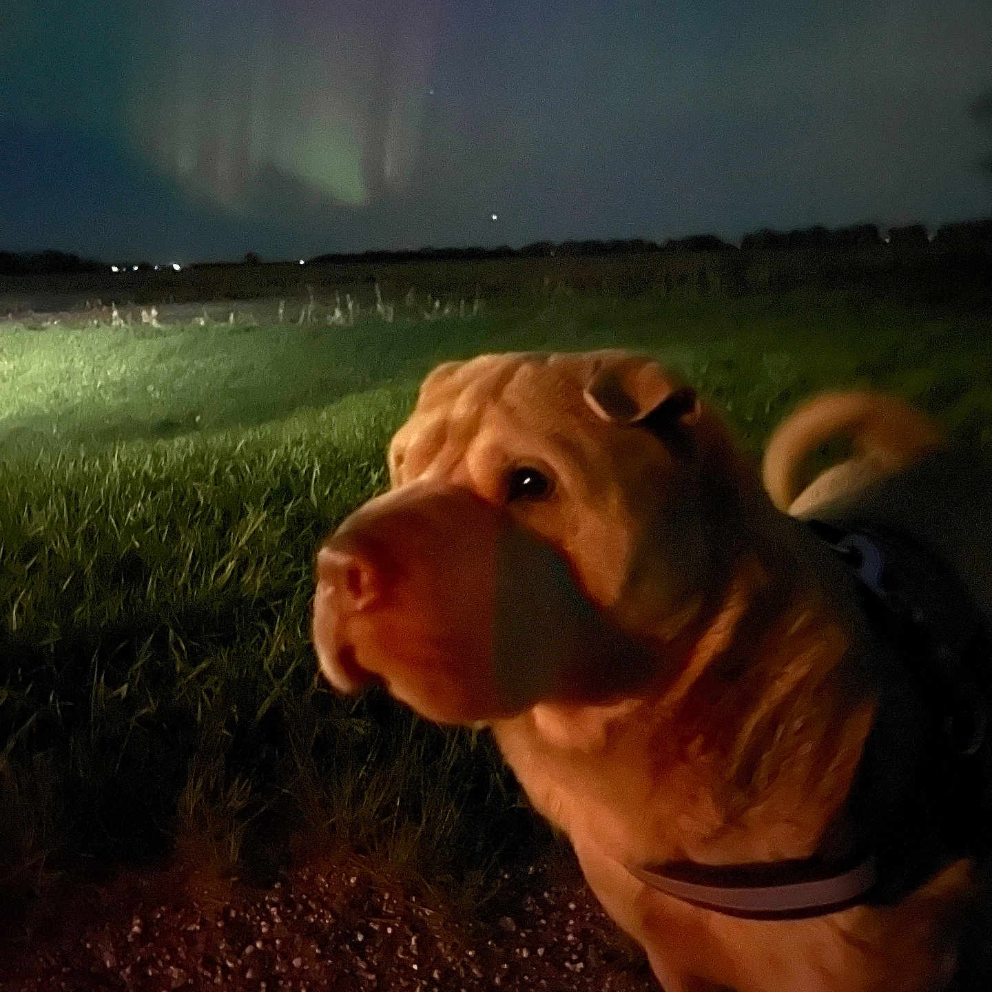Sheldon is registered to the contest to win money with this photo: animal, aurora, bird, bulldog, canine, dog, face, grass, head, labradorretriever, nature, night, outdoors, person, pet, pig, pitbull, plant, puppy, sky