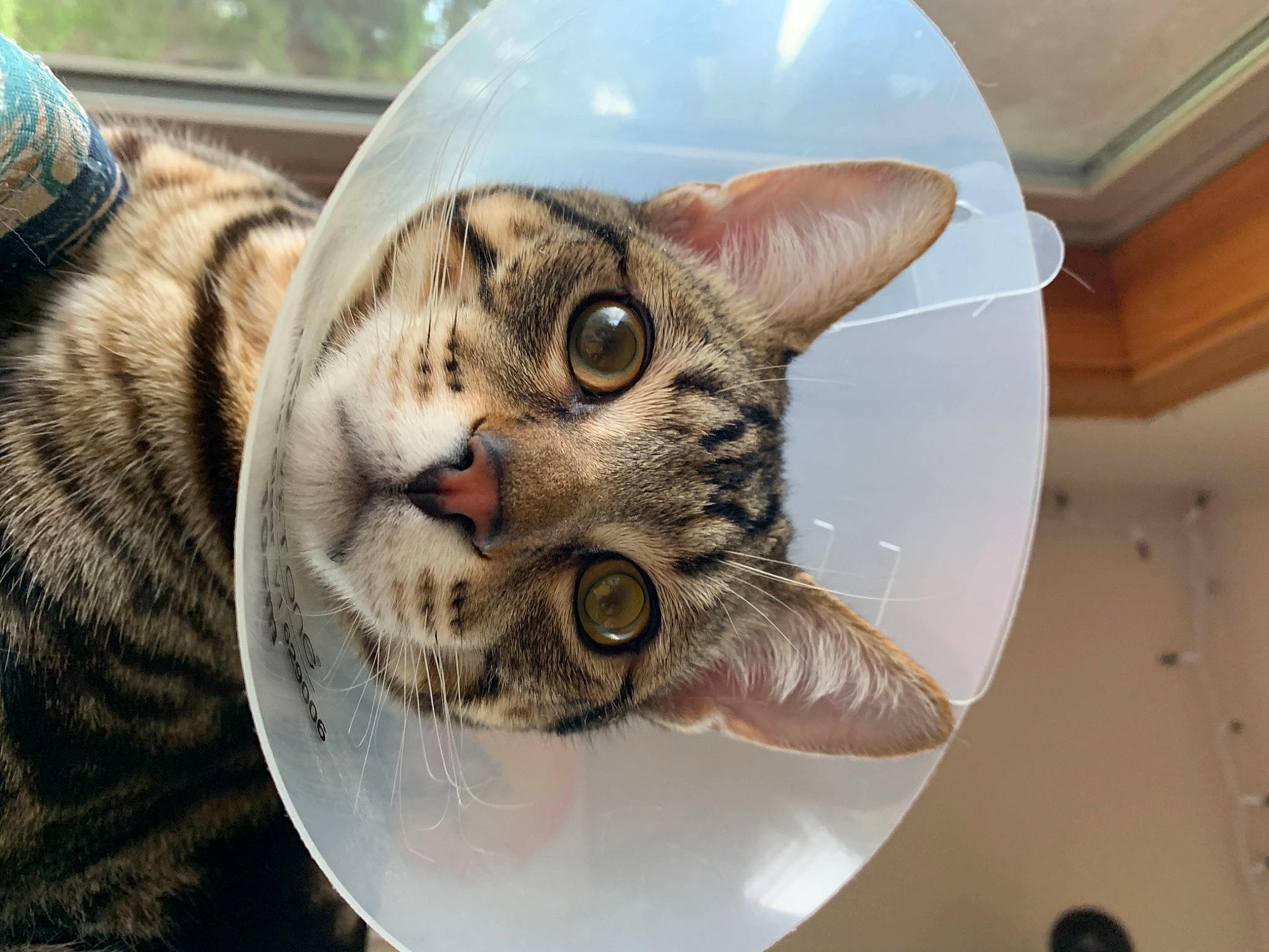 Gianni Versace joined the competition — help win amazing prizes! carnivore, cat, cat_supply, circle, claw, domestic_short_haired_cat, door, ear, eyelash, felidae, fur, paw, small_to_medium_sized_cats, snout, tree, whiskers, wildlife, window