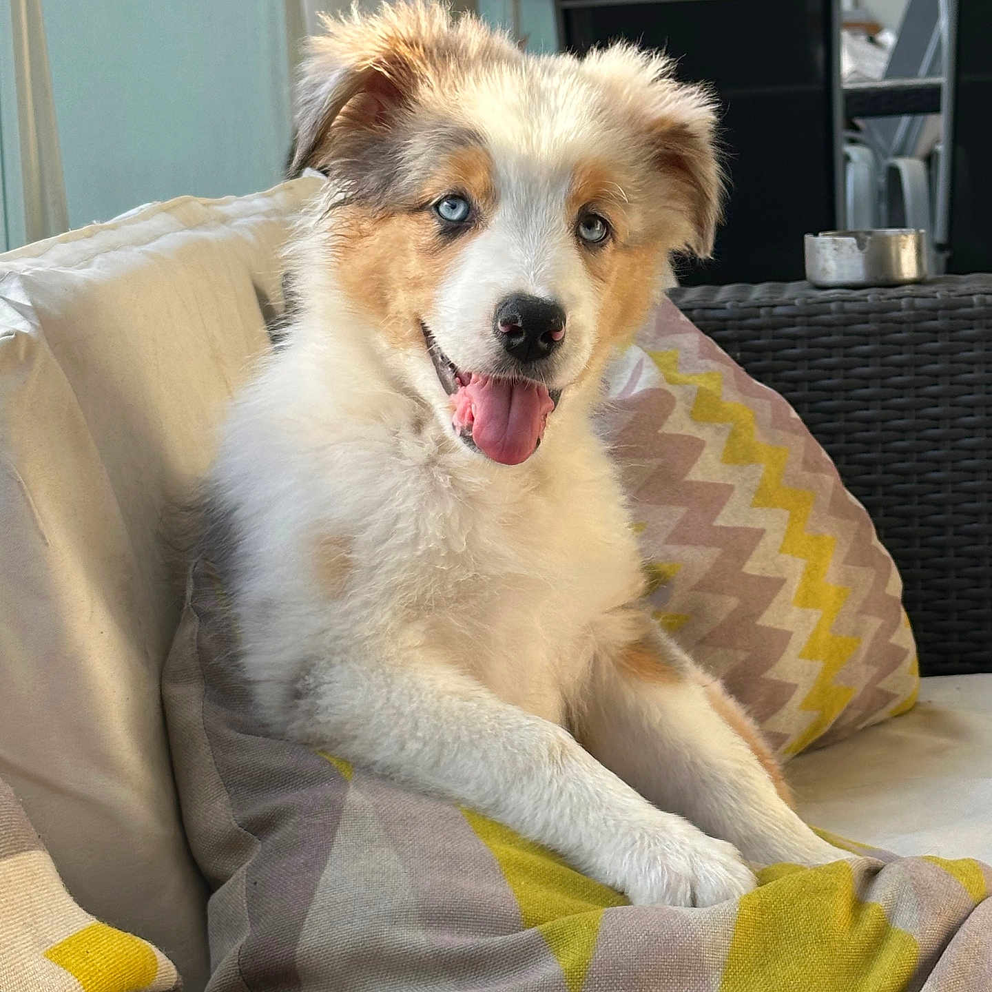 Aiku participe au concours pour gagner de l'argent avec cette photo : puppy, dog, blue_eyes, fluffy, couch, cushion, indoor, pet, happy, tongue_out, smiling, relaxed, fur, domestic_animal, young_dog, seating, comfort, home_interior, animal_portrait, cute