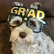 Meyah joined the competition — help win amazing prizes! dog, fluffy, glasses, novelty_glasses, grad, celebration, pet, portrait, cute, brown, fur, animal, indoor, closeup, face, eyes, nose, ears, couch, cozy