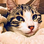 cat, tabby, close_up, green_eyes, ears, whiskers, blanket, cozy, fur, pet, animal, indoor, soft, resting, cute, face, muzzle, nose, sleepy, comfort