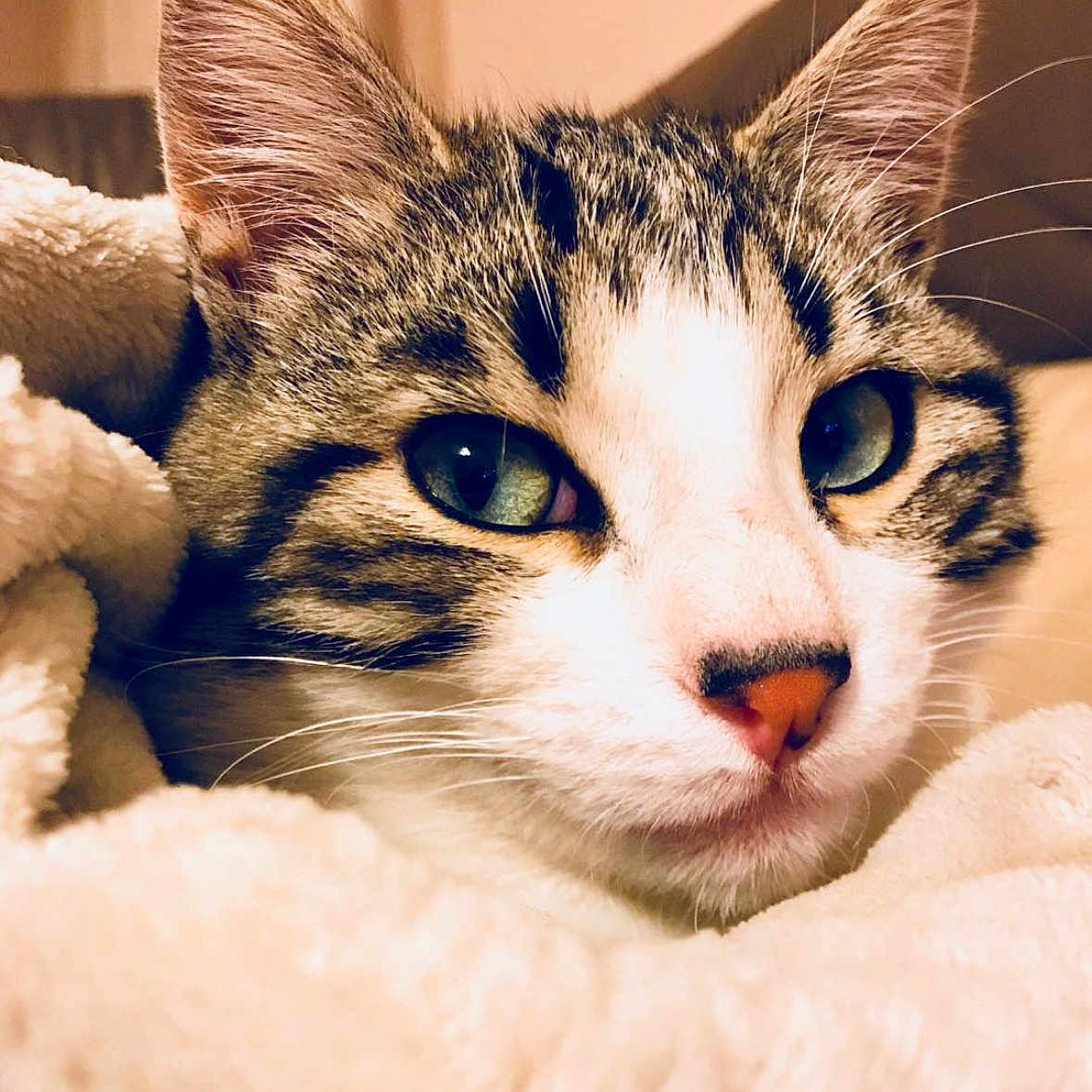 José participe au concours pour gagner de l'argent avec cette photo : animal, blanket, cat, close_up, comfort, cozy, cute, ears, face, fur, green_eyes, indoor, muzzle, nose, pet, resting, sleepy, soft, tabby, whiskers