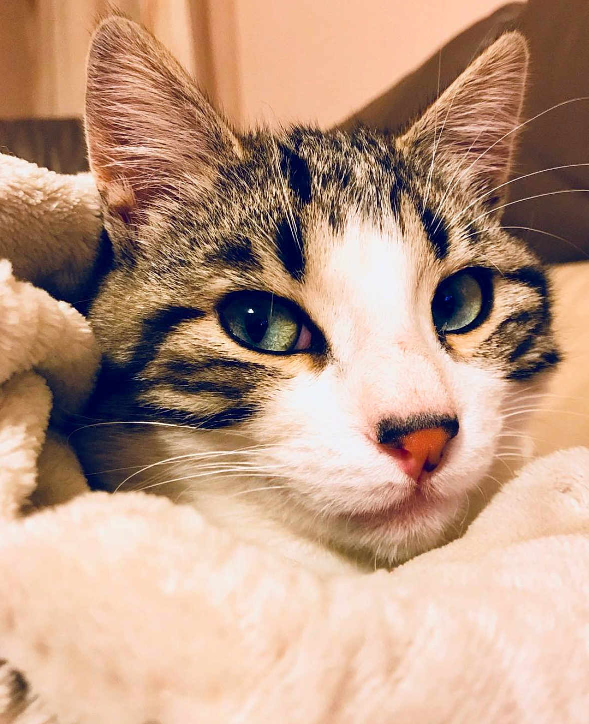 José participe au concours pour gagner de l'argent avec cette photo : cat, tabby, close_up, green_eyes, ears, whiskers, blanket, cozy, fur, pet, animal, indoor, soft, resting, cute, face, muzzle, nose, sleepy, comfort