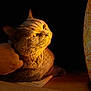 Tycha participe au concours pour gagner de l'argent avec cette photo : cat, pet, animal, lamp, light, warm_light, hand, indoor, cozy, fur, whiskers, table, book, relaxation, portrait, closeup, domestic, mammal, orange_light, feline