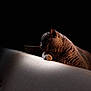 cat, animal, feline, pet, couch, furniture, indoor, resting, relaxing, fur, soft_light, shadow, dark_background, closeup, portrait, whiskers, paw, quiet, cozy, calm